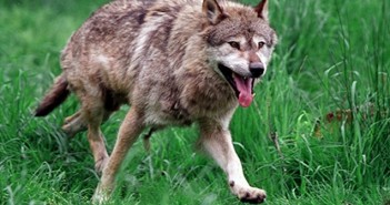 Forbipasserende bilist har set en ulv i kanten af Nørlund Skov