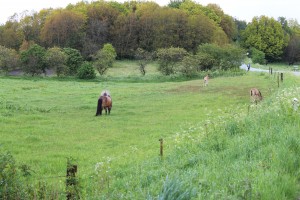 Guldbæk omgives af skøn natur - og her er endnu to ponyer på græs sammen med to små føl