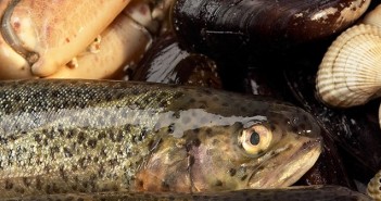 Fin aktivitet hos Suldrup Husmoderforening