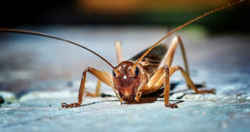 De første insektdyrlæger skal uddannes fra KU insekter